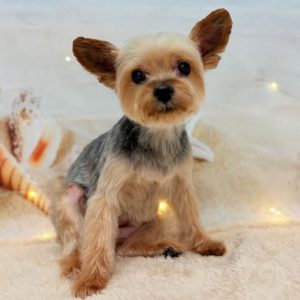dog_slide_01
