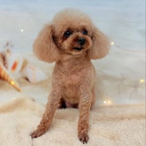 dog_slide_03