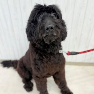 dog_slide_04