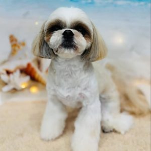 dog_slide_05