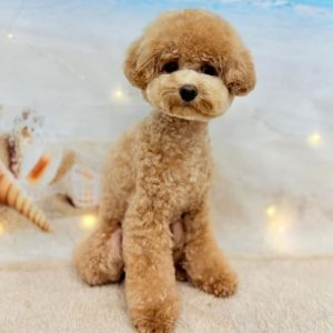 dog_slide_06