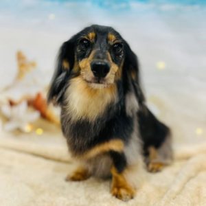 dog_slide_07