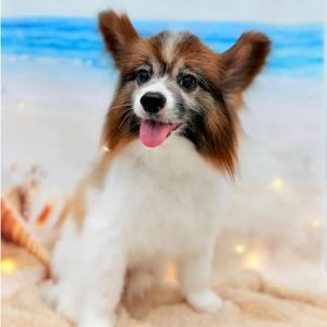 dog_slide_08