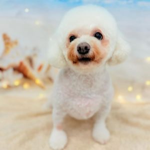 dog_slide_09