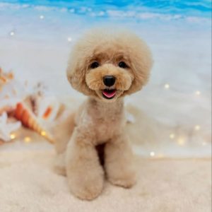 dog_slide_10