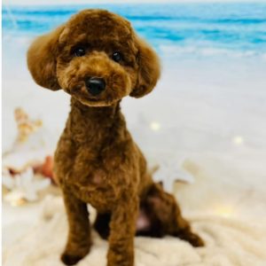 dog_slide_12