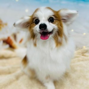 dog_slide_13