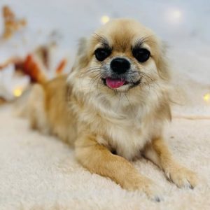 dog_slide_14