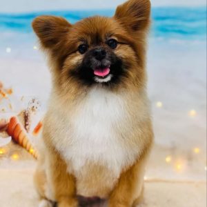 dog_slide_15