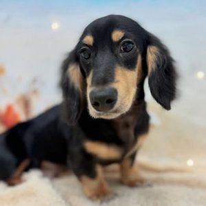 dog_slide_17