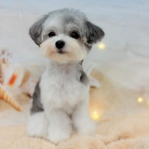 dog_slide_18