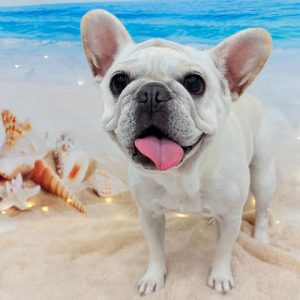 dog_slide_19
