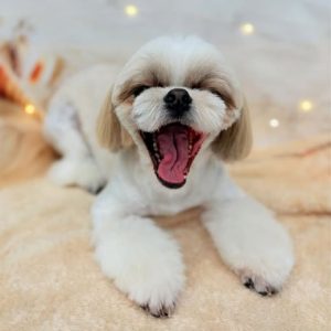 dog_slide_20