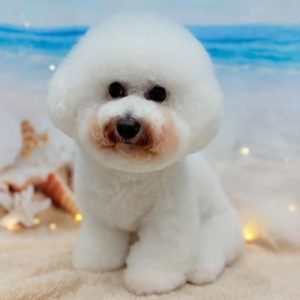 dog_slide_21