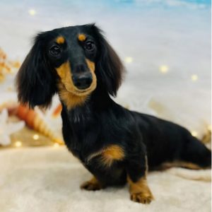 dog_slide_22