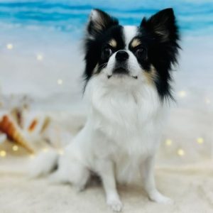 dog_slide_23