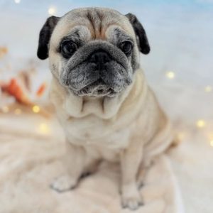 dog_slide_24