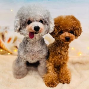 dog_slide_25