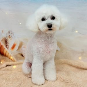dog_slide_27