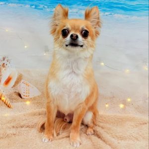 dog_slide_28