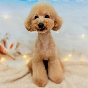 dog_slide_29