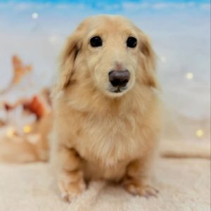 dog_slide_30