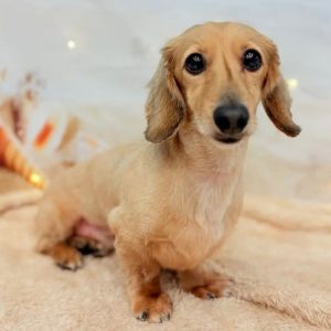 dog_slide_31