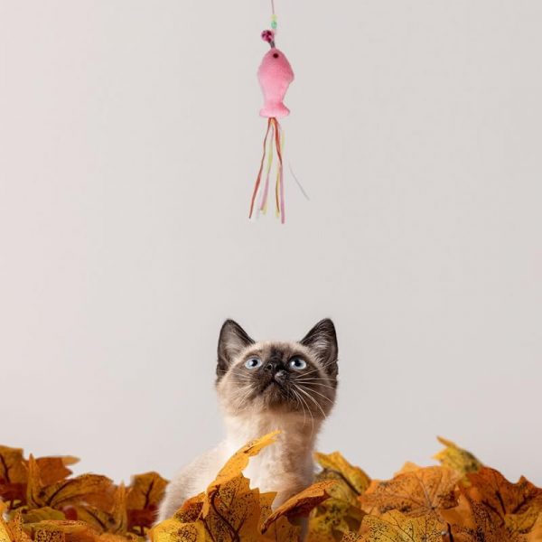 猫用おもちゃ 猫じゃらし - 画像 (6)